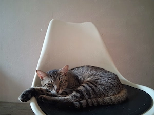 Hauskater,erwachsen,14 Monate alt