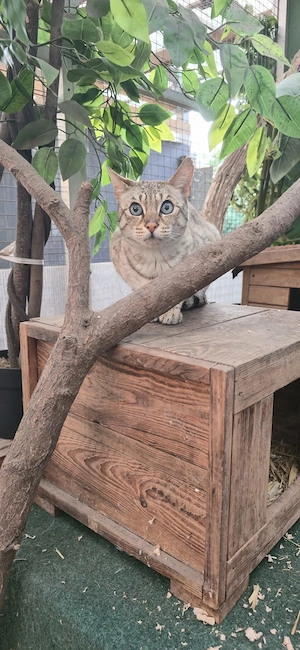 eine Savannahkatze sucht 