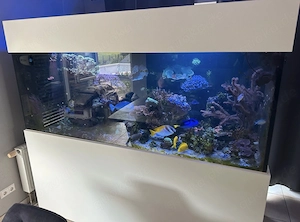 Meerwasseraquarium mit kompletter hochwertigen Technik 2,05m lang
