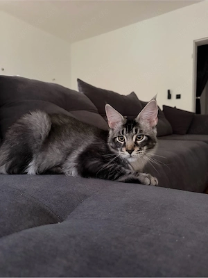 Maine Coon Kater 