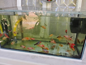 Schöne bunte Goldfische