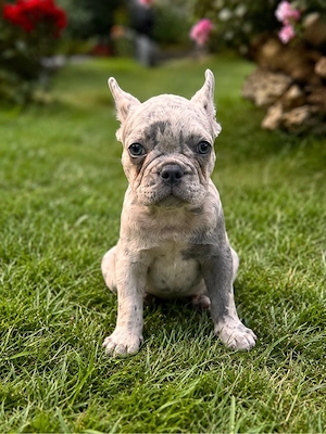 Französische Bulldoggen Welpen   2 Hündinnen & 1 Rüde 