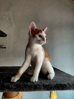 Süßer Kater sucht ein liebevolles Zuhause   