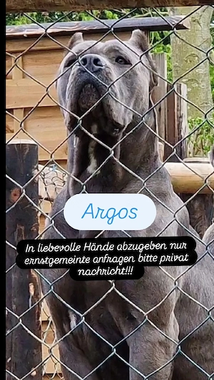 cane corso 