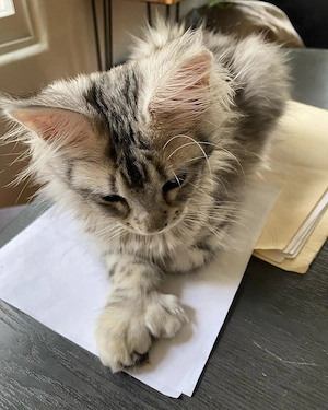 #  Wunderschöne Maine-Coon-Kätzchen suchen ein liebevolles Zuhause 