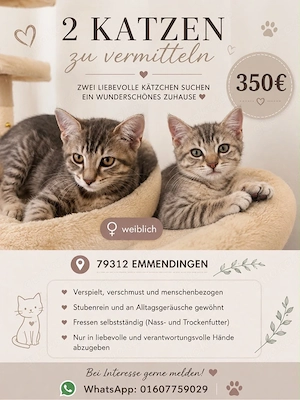 2 Kätzchen zu vermitteln