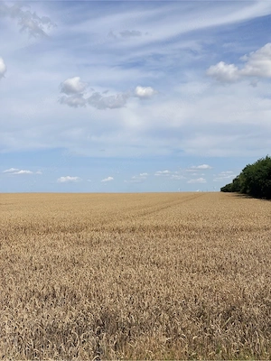 2 Kätzchen zu vermitteln Bild 5