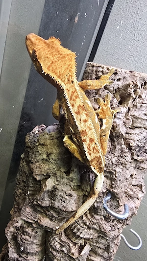 Kronengecko Weibchen   Orange Harlequin Partial Pinstripe   