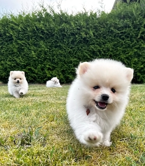 Pomeranian Zwergspitz Welpen - 4 Rüden