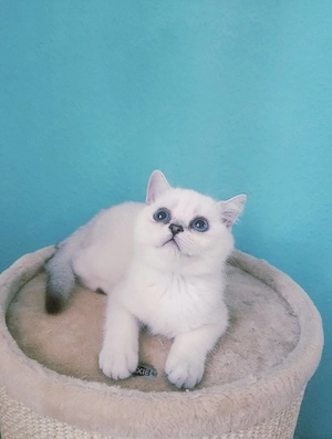 Britisch kurzhaar Kitten,abholbereit 