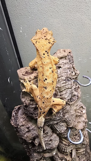 Kronengecko   Orange Dalmatian   
