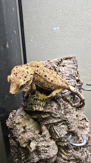 Kronengecko   Orange Dalmatian   