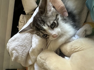Bildhübsches Katzenbaby 
