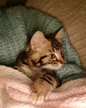 #  Wunderschöne Maine-Coon-Kätzchen suchen ein liebevolles Zuhause 