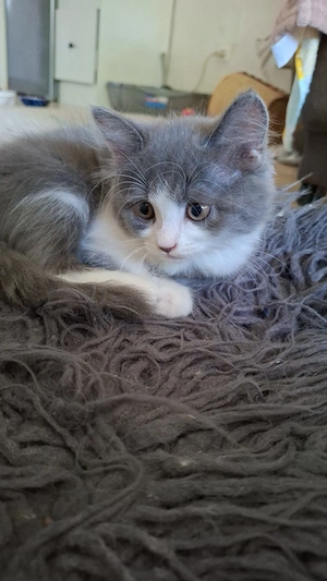 Baby Kitten Perser-britisch Kurzhaar mix