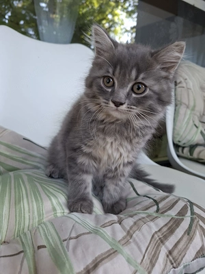 Baby Kitten Perser-britisch Kurzhaar mix
