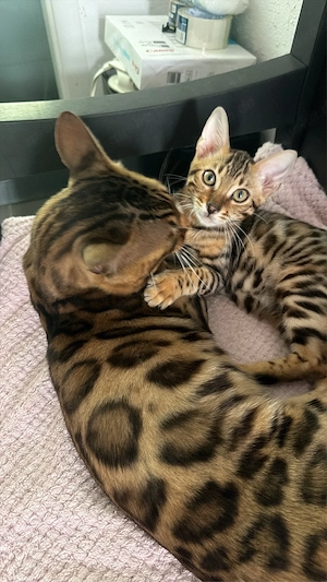 Bengal kitten Brown Spotted Bengalen (Snow Colorpoint-Gen Träger) Bild 5