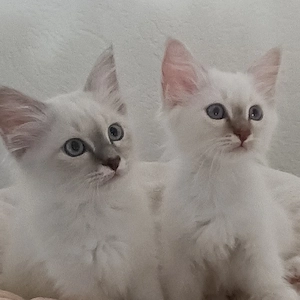 Heilige Birma Kitten