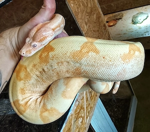 0,1 Lipstick Sunglow Kahl Boa