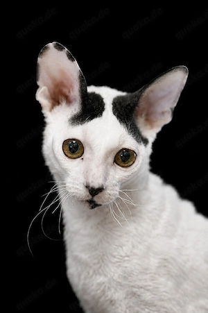 Wunderschöne Cornish-Rex-Kitten mit Stammbaum,Mädchen  abgabebereit
