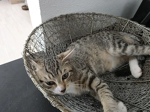 Little Hearbreaker looking for a home