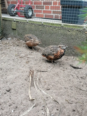 Harlekinwachteln, Harlekinwachtel, Wachteln, Wachtel 