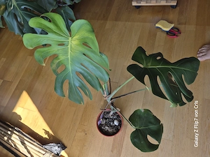 Monstera deliciosa, Eigenzüchtung