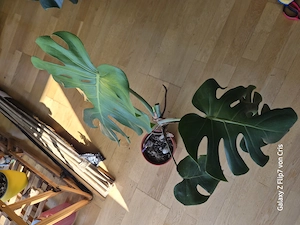 Monstera deliciosa, Eigenzüchtung