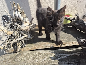 Katzenbaby schwarzer Kater