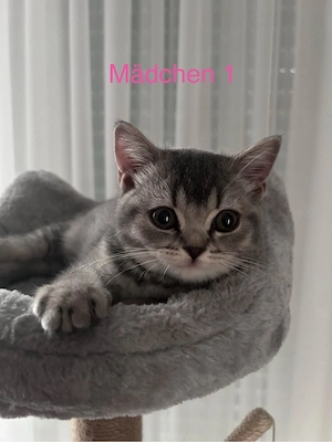BKH Kitten 