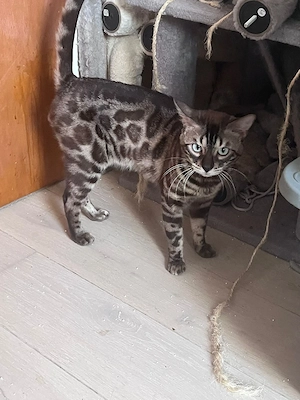 snowbengal mit Stammbaum (unkastriert)