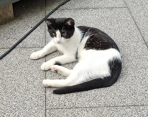 Kleine Katzen 