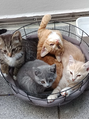 Katzen BKH