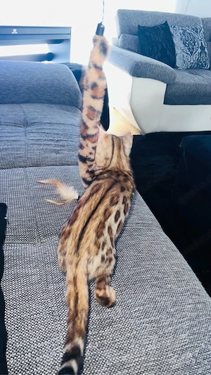  Reinrassige  Bengalkatze  Kitten