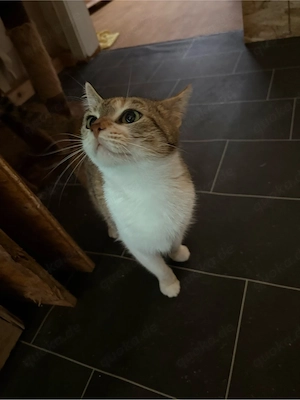 Katze sucht neues zuhause 