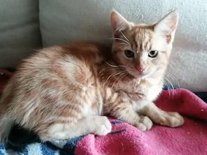 Maine Coon Mix Kitten 
