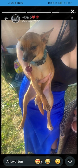Rehpinscher chihuahua mix