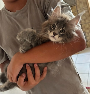 Maine Coon Kätzchen XL