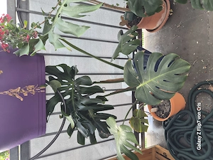 Monstera deliciosa, Eigenzüchtung