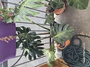 Monstera deliciosa, Eigenzüchtung
