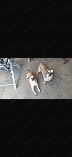 Hunde suchen neues Zuhause 