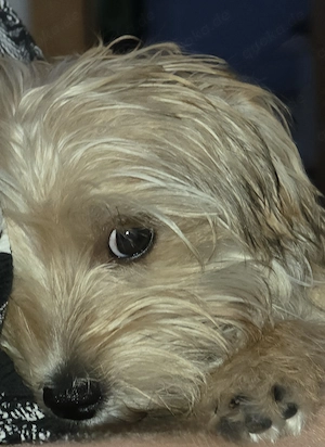  Ein süße Morkie sucht neue Zuhause. 