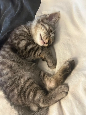 2 liebe kitten abzugeben 