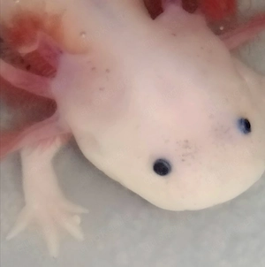 Axolotl Weißlinge mit Spots 