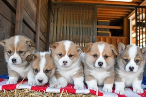 Liebevolle Welsh Corgi Pembroke Welpen suchen ein schönes Zuhause