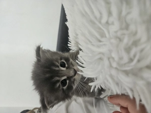 MAINE Coon Kater mit Zauberhaften Fell