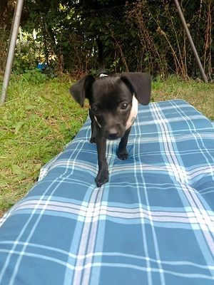 Zwergpinscher Hündin 