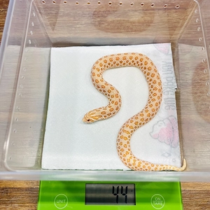0.1 Heterodon nasicus Arctic Albino 