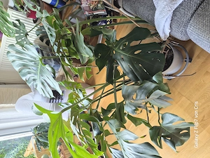 Monstera deliciosa aus eigener Anzucht.
