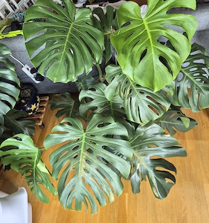 Monstera deliciosa aus eigener Anzucht.